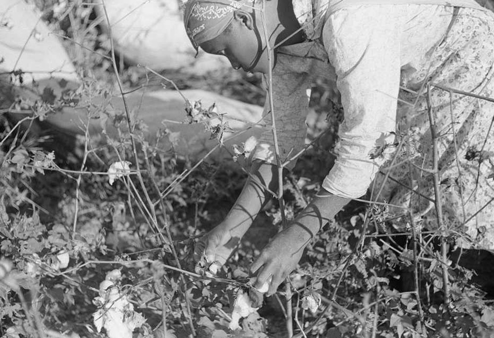 Pickin’ Cotton