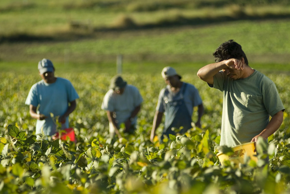 The Tobacco Harvesters